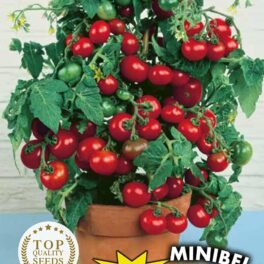 Germisem EC8010 Minibel Tomaat Zaden 0.5 g, Meerkleurig