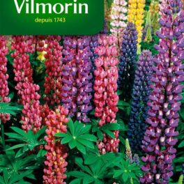 Vilmorin Russel 5345741 Lupin varieert meerkleurig, 9 x 0,5 x 16 cm