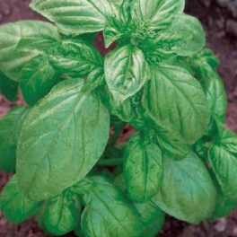 Germisem EC1101 Genovese Basilicum Zaden 4 g