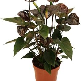 exotenherz - Anthurium Anthurium "Black Karma" - met zwarte bloem in 12 cm pot